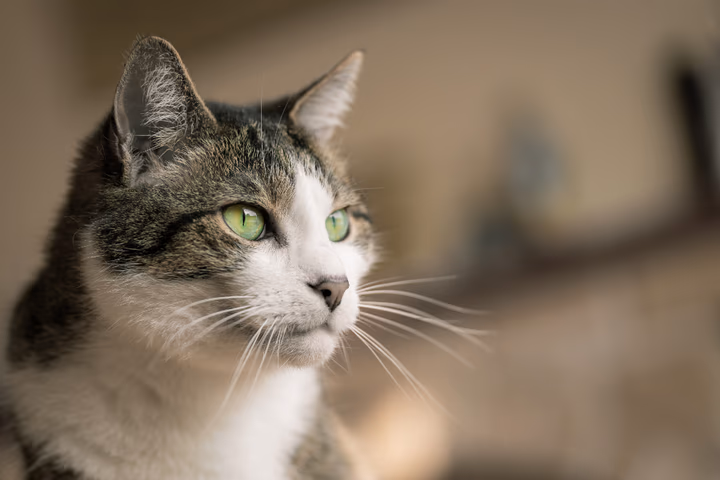 A house cat looking toward the camera