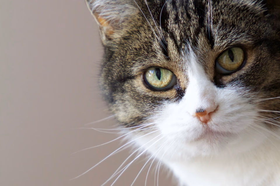 A pet photographed in close-up
