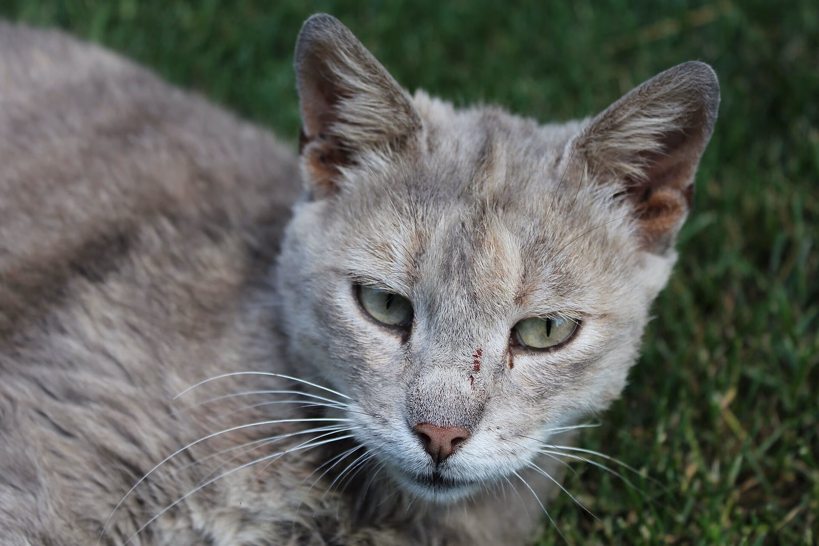A cat portrait in grass